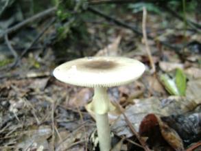 青海毒蘑菇图鉴,常见毒蘑菇图鉴福建