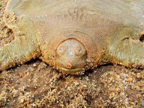 科普龟类知识视频展示,所有龟鳖类动物