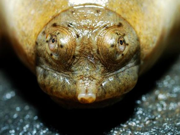 龟鳖目动物大全及图片,所有龟鳖类动物