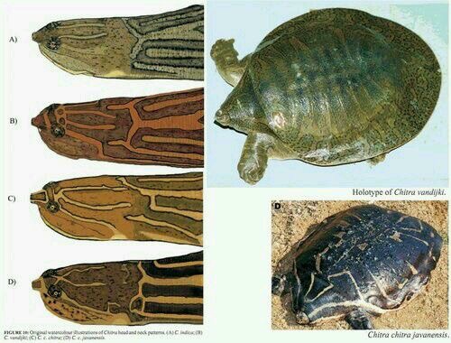 龟鳖目动物大全及图片,所有龟鳖类动物
