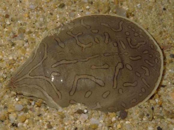 科普龟类知识视频展示,所有龟鳖类动物