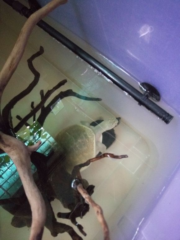 科普龟类知识视频展示,所有龟鳖类动物