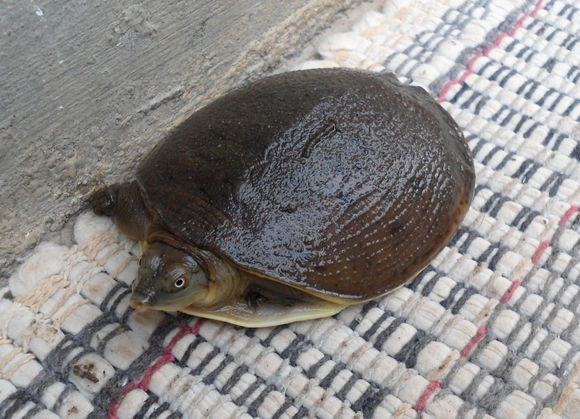 科普龟类知识视频展示,所有龟鳖类动物