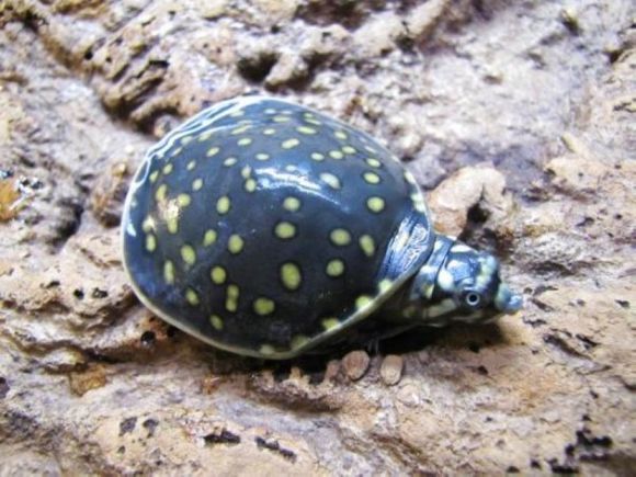 科普龟类知识视频展示,所有龟鳖类动物