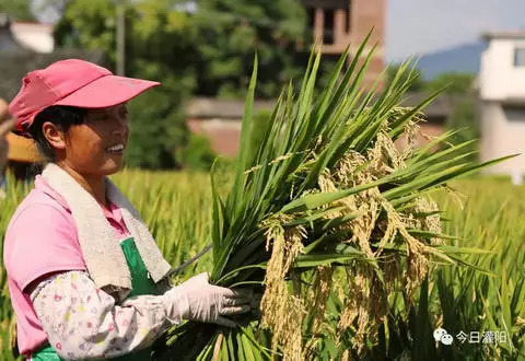 1980广西水稻亩产多少斤,灌阳县水稻亩产