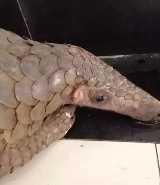 朋友圈代购真实案例,揭露各种海外代购真相