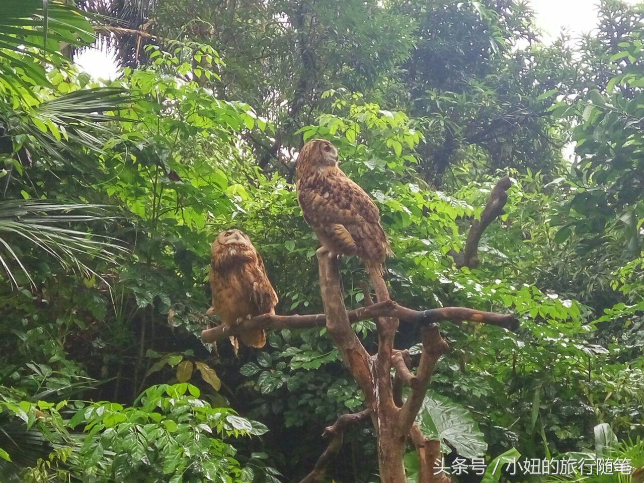 考拉最多的动物园,长隆动物园考拉园