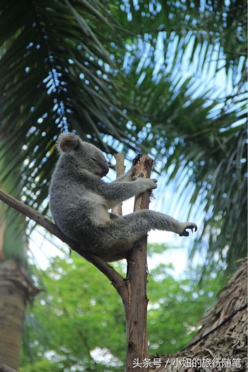 全国唯一可以看考拉的动物园,考拉野生动物园