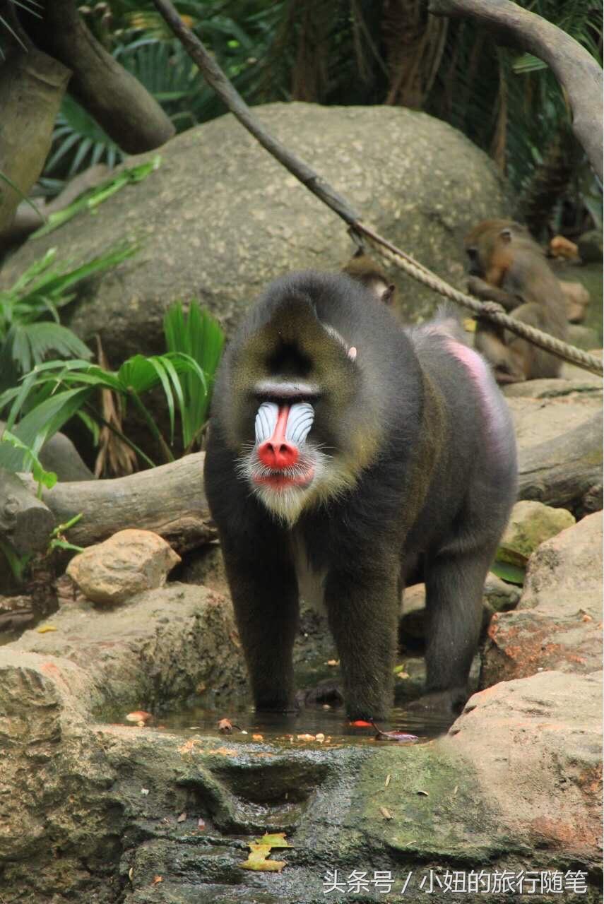 国内哪个动物园有考拉,广州长隆野生动物园考拉馆介绍
