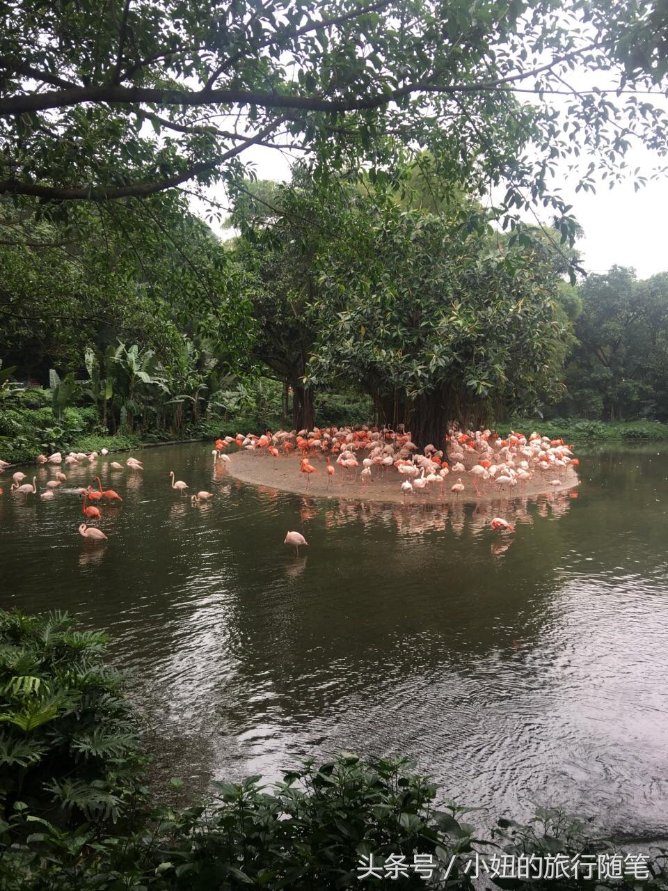 考拉最多的动物园,长隆动物园考拉园