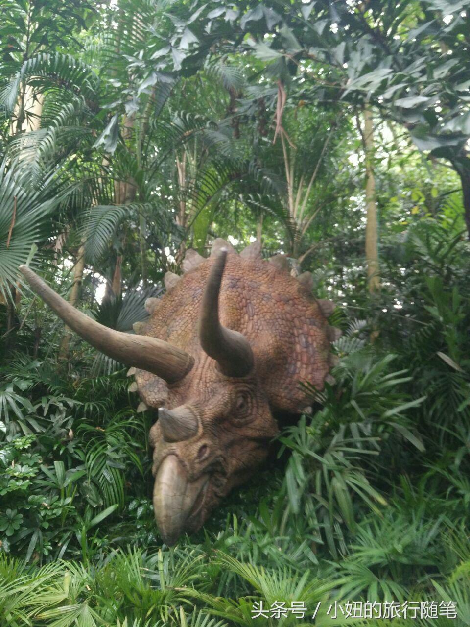 全国唯一可以看考拉的动物园,考拉野生动物园