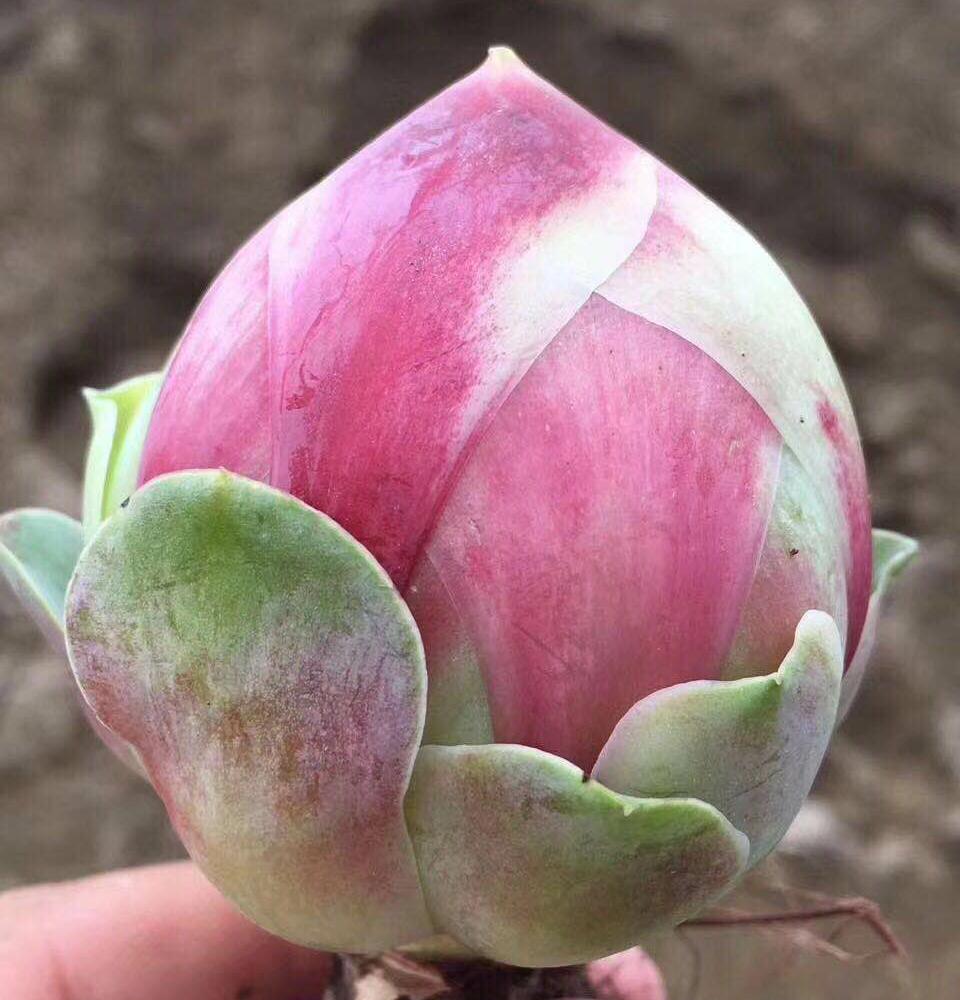 慢生活全文免费阅读,慢生活轻阅读