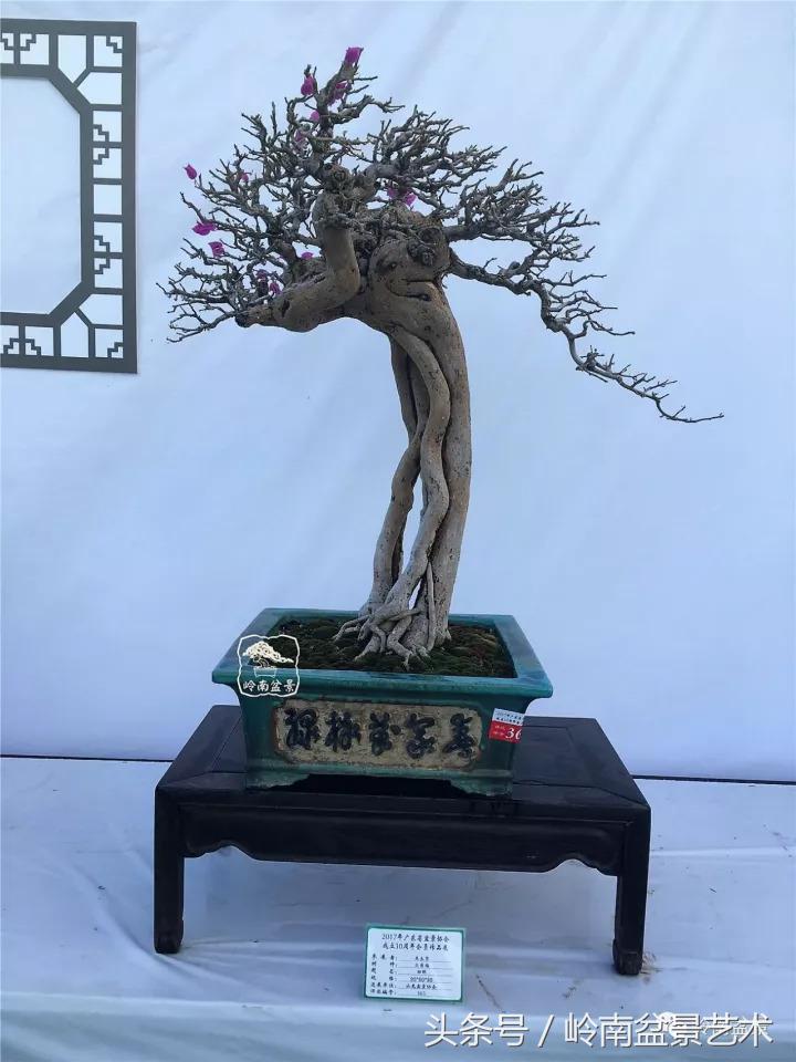 精品掌中宝三角梅盆景,顶级国宝级三角梅盆景