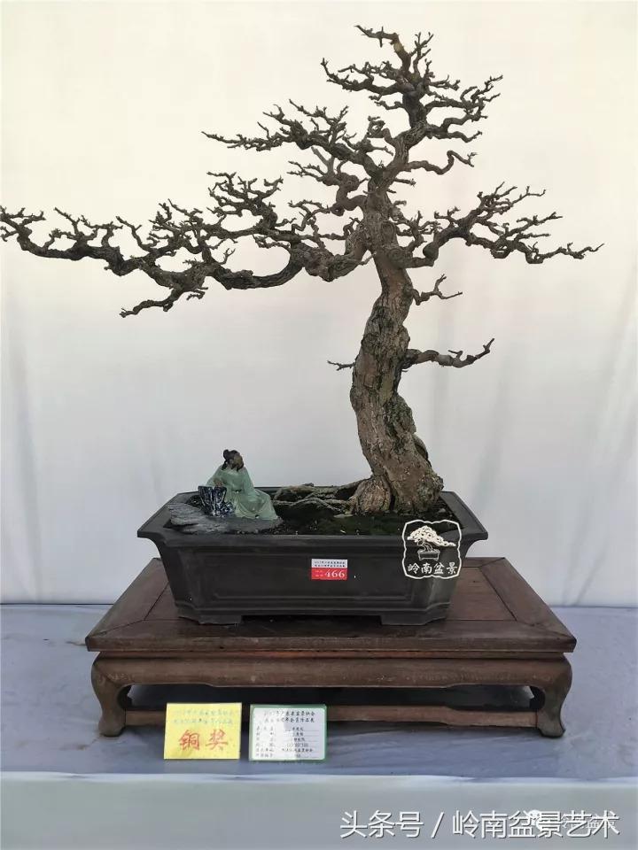 精品掌中宝三角梅盆景,顶级国宝级三角梅盆景