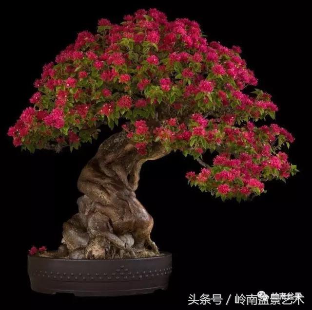 精品掌中宝三角梅盆景,顶级国宝级三角梅盆景