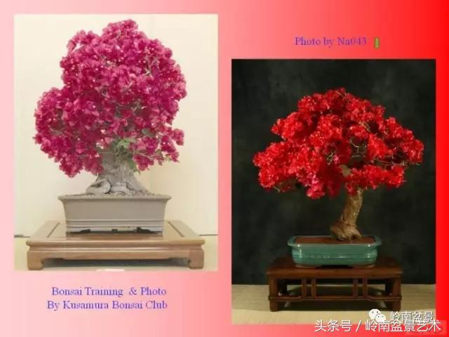 精品掌中宝三角梅盆景,顶级国宝级三角梅盆景