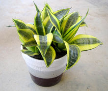 甲醛克星第一名植物好养,植物吸甲醛好还是活性炭吸甲醛好