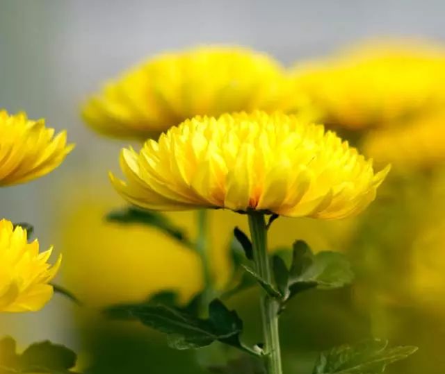 所有人,200株菊花苗,送你养!金菊报秋时,等你来参赛!