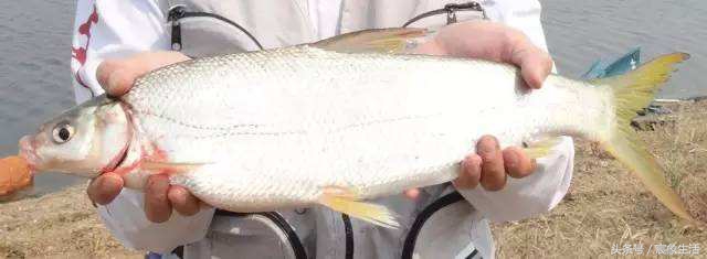 钓鱼零基础台钓知识大全,淡水鱼品种及习性大图