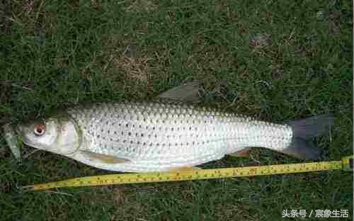 淡水鱼品种识别,溪流台钓常见鱼种