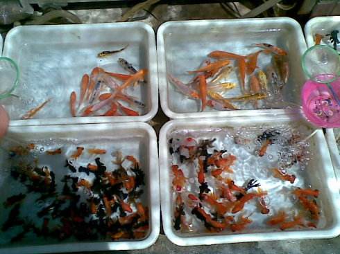 地摊上买的鱼能养活嘛,地摊卖鱼怎么养鱼