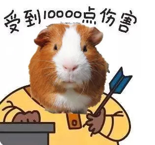 荷兰猪笼子脚垫有什么用,荷兰猪脚垫要多大孔洞