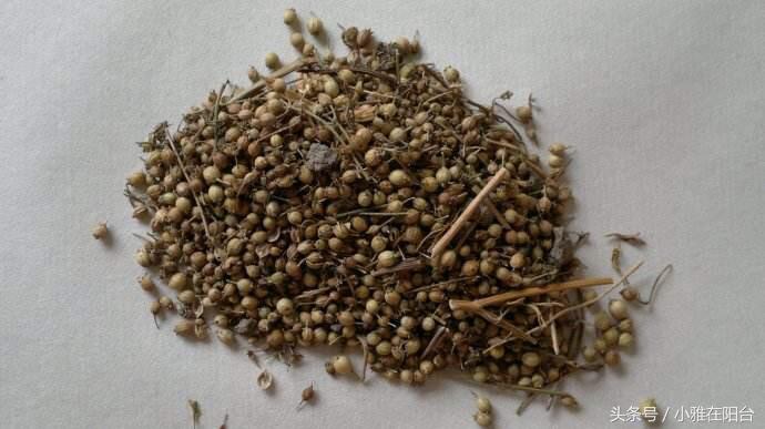 香菜很难出芽最快催芽方法,香菜种植发芽快方法