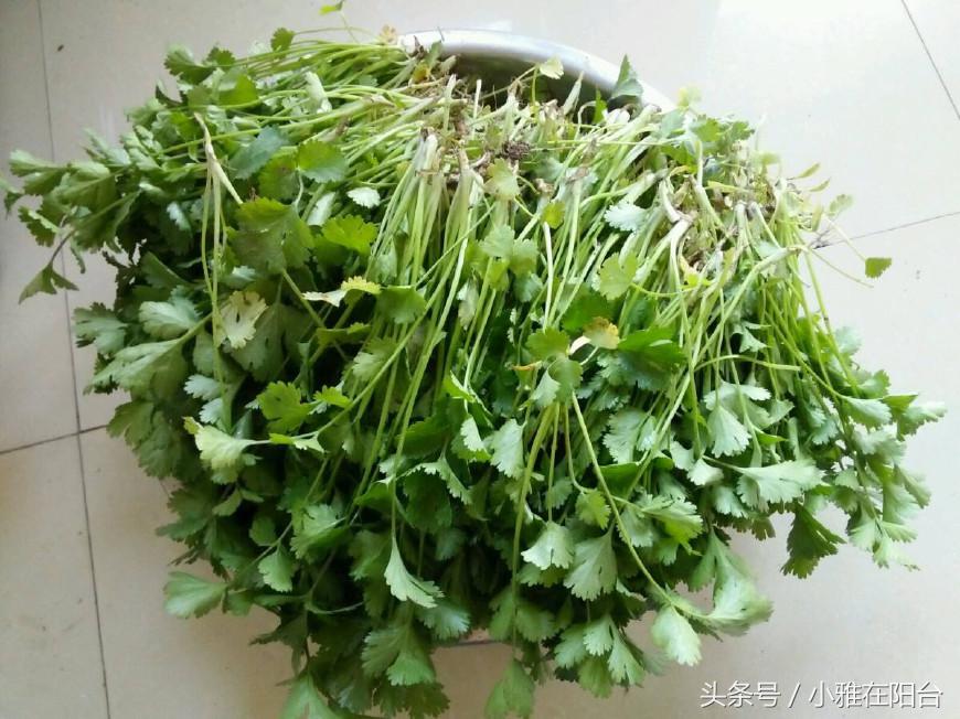 香菜怎么种长得快又好,香菜怎么种才能出苗快