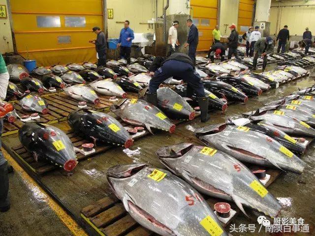 汕头南澳金钱鮸,最贵鮸鱼