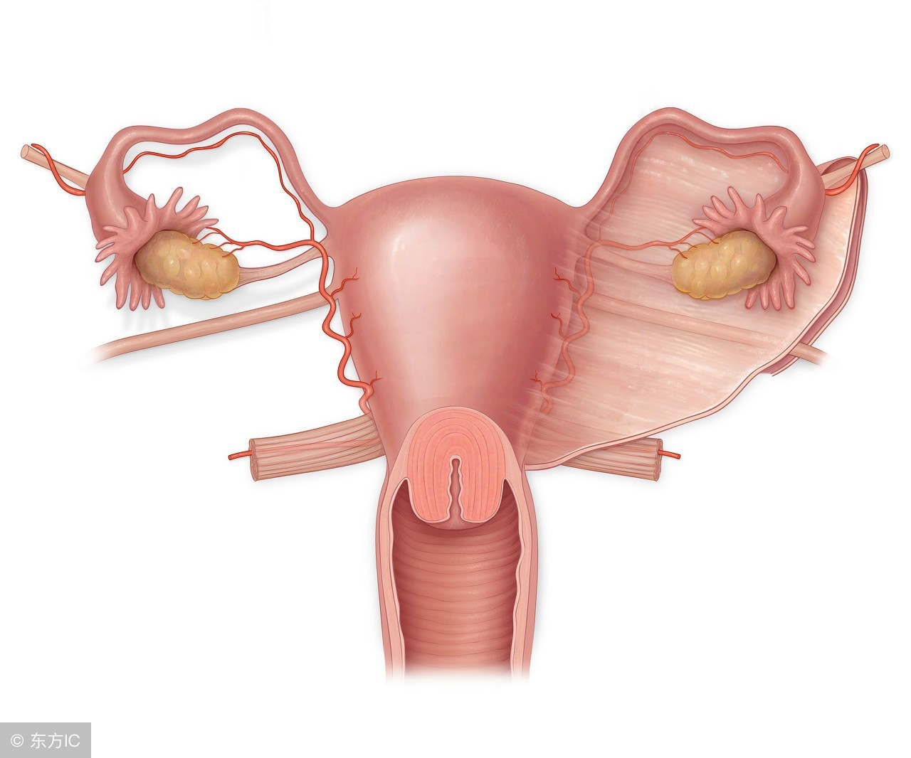 阿米巴性宫颈炎是怎么引起的？常见并发症有哪些？