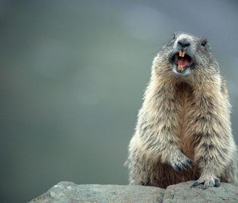 养土拨鼠让它自己打洞可以吧,自家院子里被土拨鼠打洞怎么办