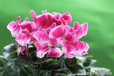 家中养什么花聚财旺家保平安,聚财旺家保平安