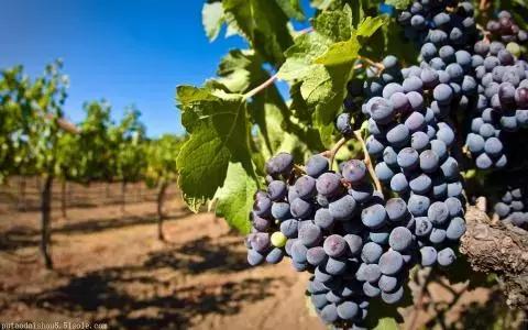 长城海岸葡萄酒多少钱一瓶,一瓶葡萄酒成本多少钱