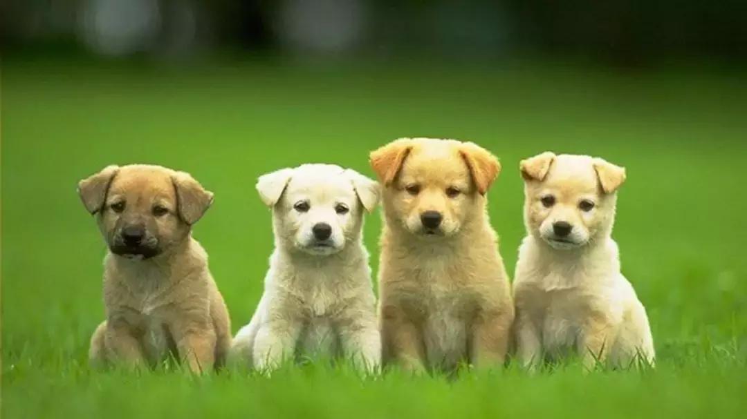 成都批发市场二手最便宜的货源,成都室内装饰品摆件最大批发市场