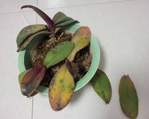 植物生病对照表,盆栽植物生病治疗方法