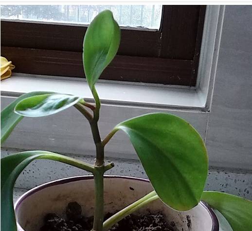 植物生病对照表,盆栽植物生病治疗方法