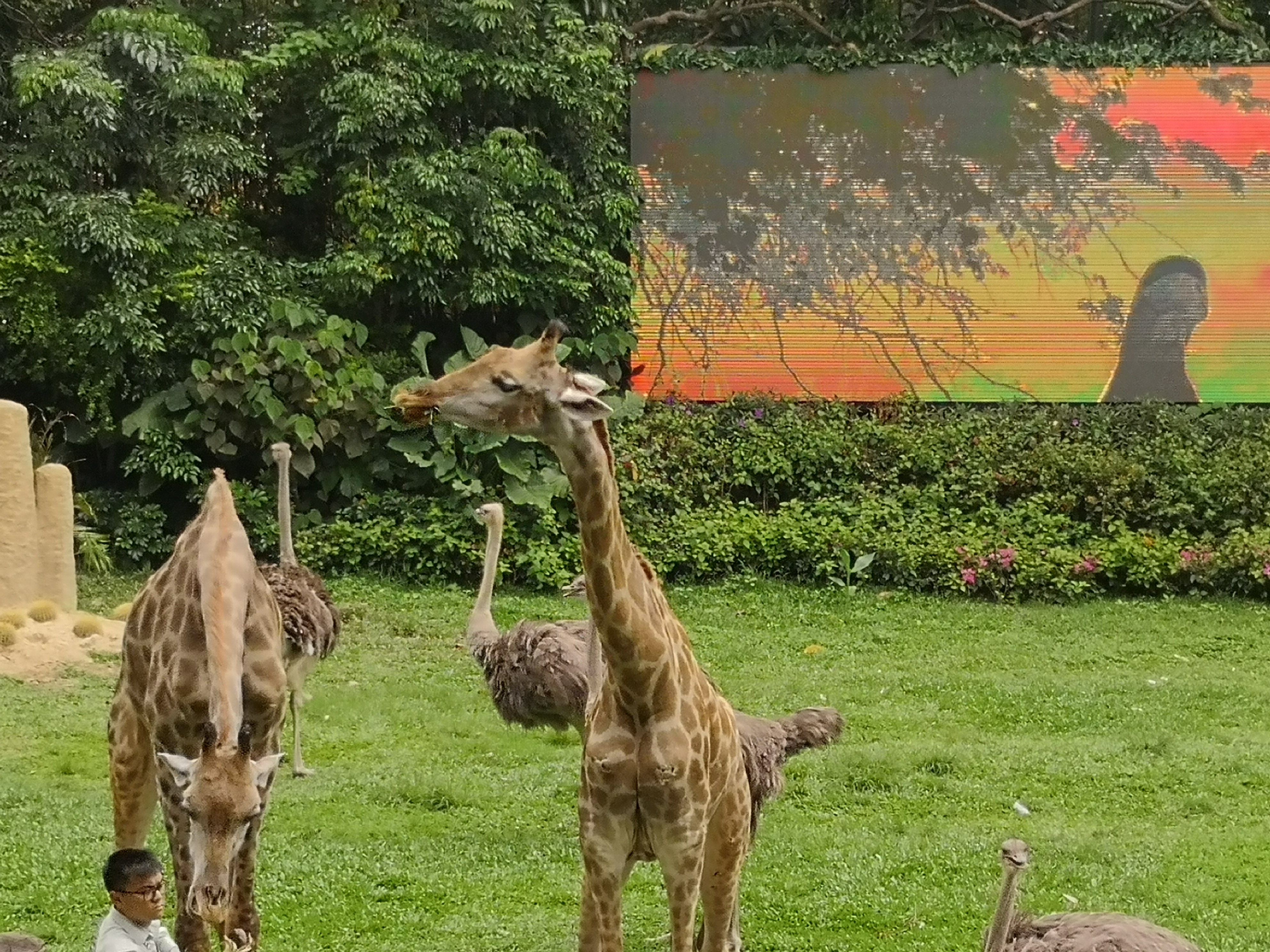 来广州的第一件事就是去长隆,去广州长隆怎么玩最省钱