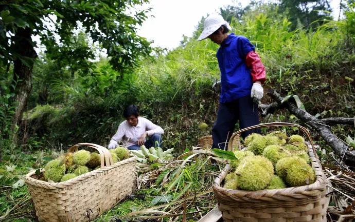 风物特产推介,湖北罗田大红袍板栗