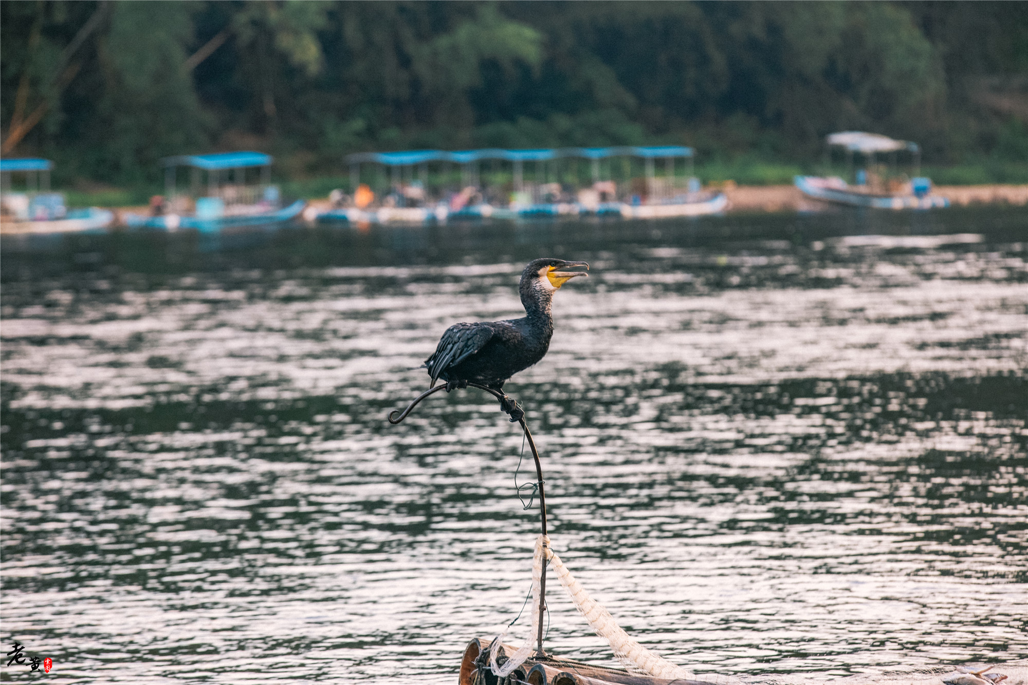 阳朔体验鱼鹰捕鱼,兴坪一日游之鸬鹚捕鱼记