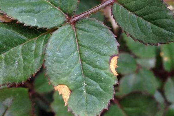 鏈堝鍙舵灟鐥呯殑闃叉不,鏈堝鍙舵灟鐥呯殑闃叉不鏂规硶
