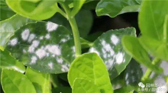 甘肃省城市园林绿地养护管理标准,二月份园林养护技术要点