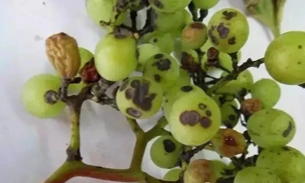 葡萄虫害防治最好方法,葡萄蓟马虫害的防治方法