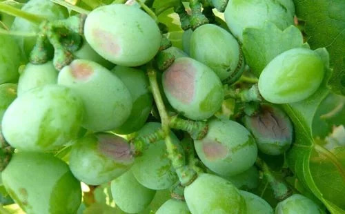 葡萄主要地下虫害有哪些,如何处理葡萄树上的金龟子虫害