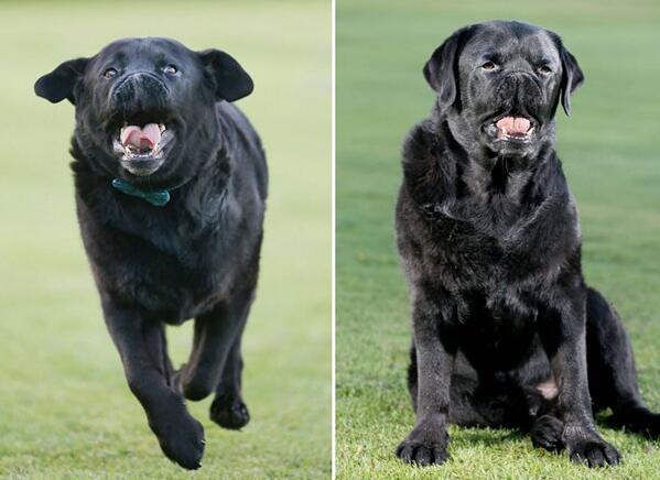 英拉布拉多犬因肿瘤手术“变脸”哈巴常遭人误认