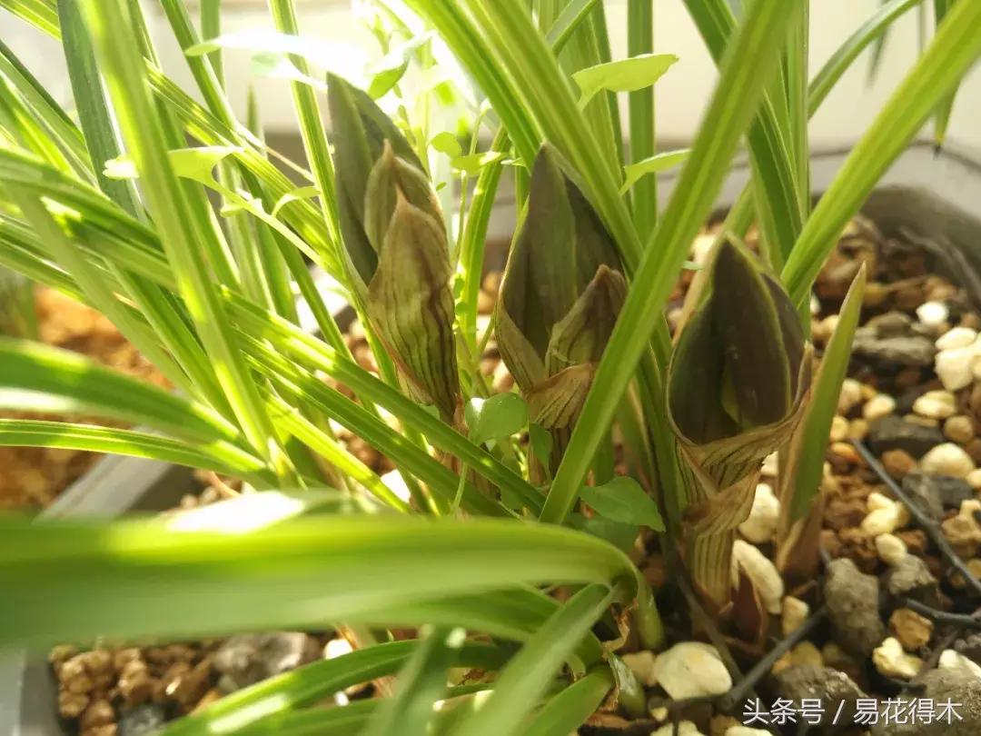 如何促使大花蕙兰兰花花芽分化,青山玉泉兰花花芽分化时间