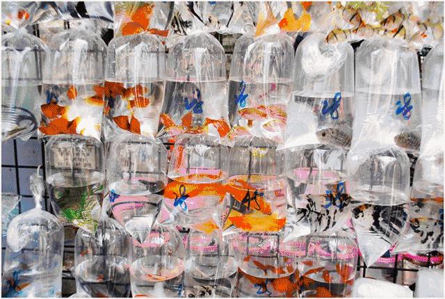 厦门去香港的动车票价,怎么订厦门到香港的动车