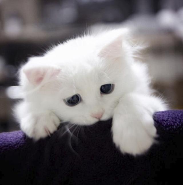 养猫人不能忽视的细节,这些小事别大意养猫人一定要知道