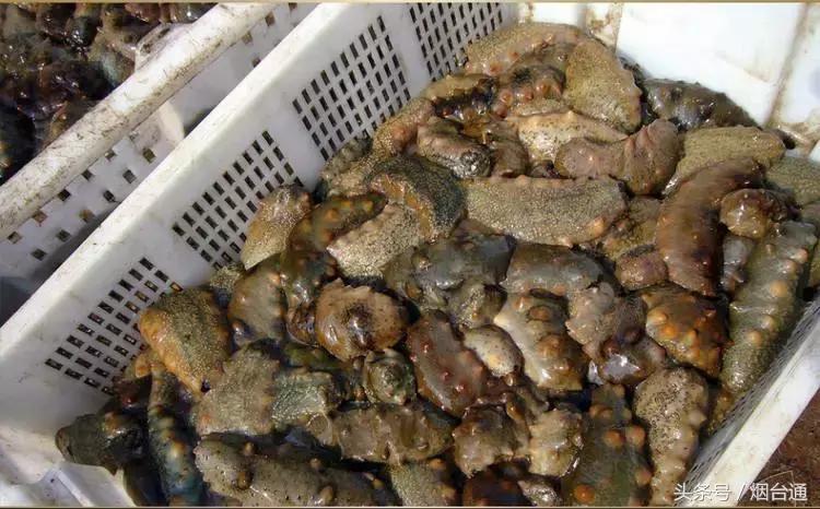 烟台开海现场直播视频,开海现场视频直播