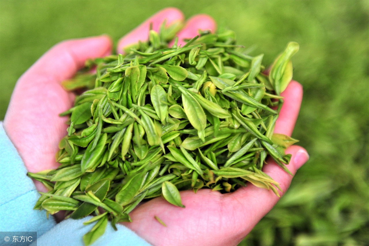 安吉白茶名为白茶实为绿茶,安吉白茶浙江白茶