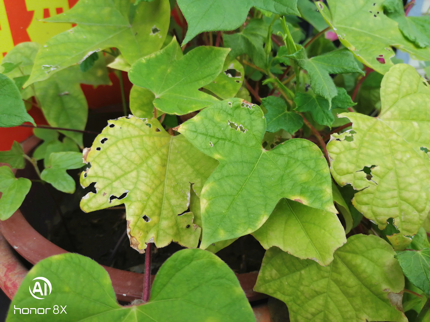 荣耀8x上手评测千元霸屏名不虚传,荣耀八魅海蓝